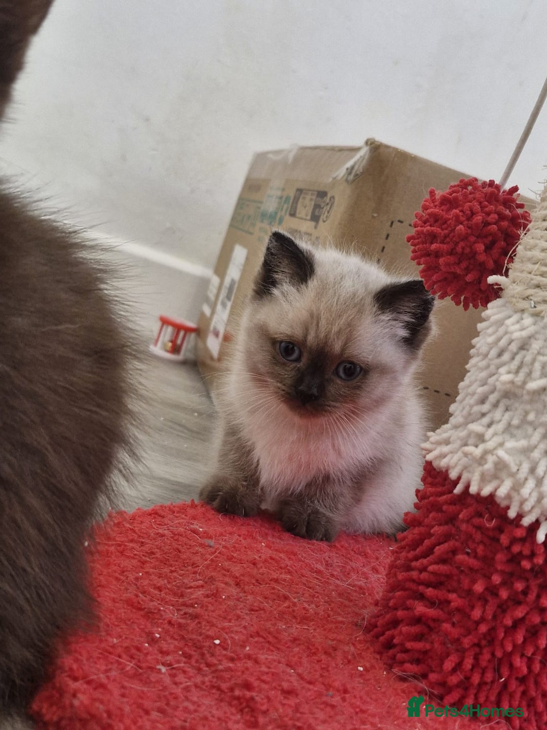 Snowshoe cats for sale: Pedigree Tica reg seal point snowshoe boy  - Advert 13