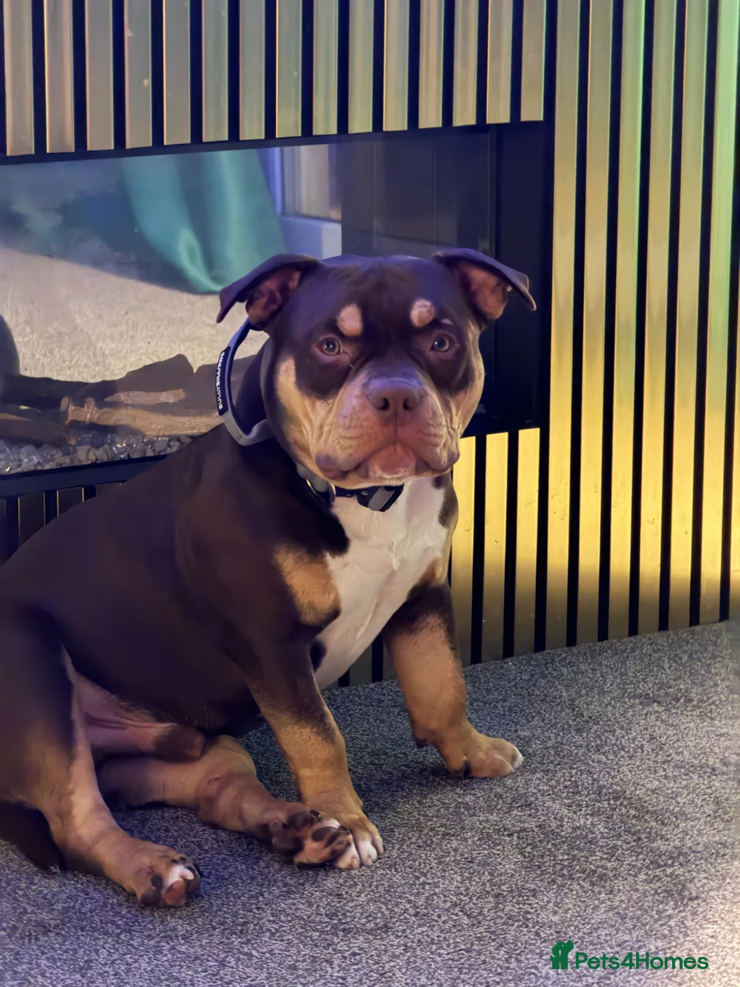 American Bully dogs for sale: Bear the pocket bully in Leicester - Advert 11