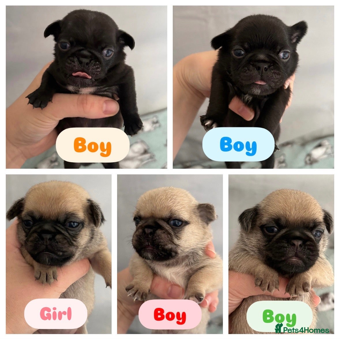 Pug dogs Beautiful Purebred Pug Pups (Parents can be seen) - Advert 5