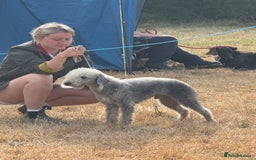 Bedlington Terrier dogs for stud: KC registered CT tested bedlington - Image 3