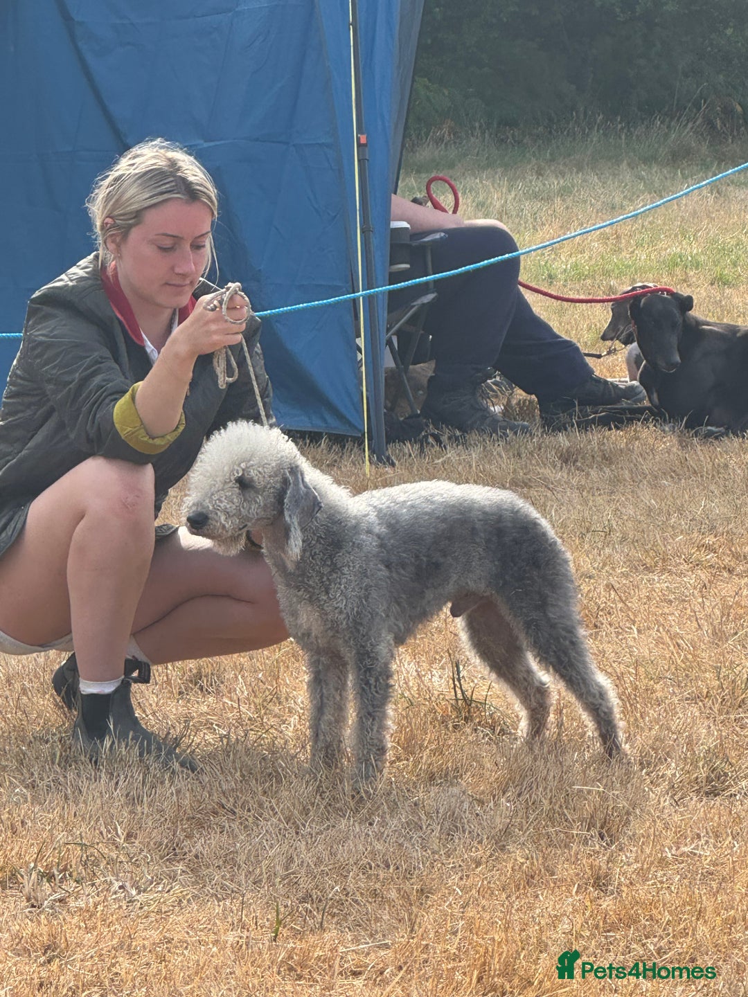 Bedlington Terrier dogs for stud: KC registered CT tested bedlington - Image 3