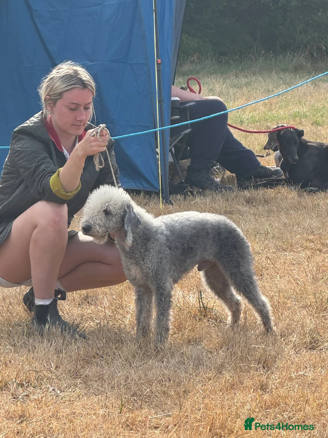 Bedlington Terrier dogs for stud: KC registered CT tested bedlington - Advert 3