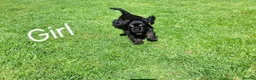 American Cocker Spaniel dogs for sale: American Cocker Spaniel puppies  - Advert 4