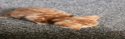 Mixed Breed cats for sale: Ginger kitten female - Advert 7