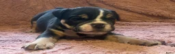 English Bulldog dogs for sale: Old English Bulldog Puppies  - Advert 10
