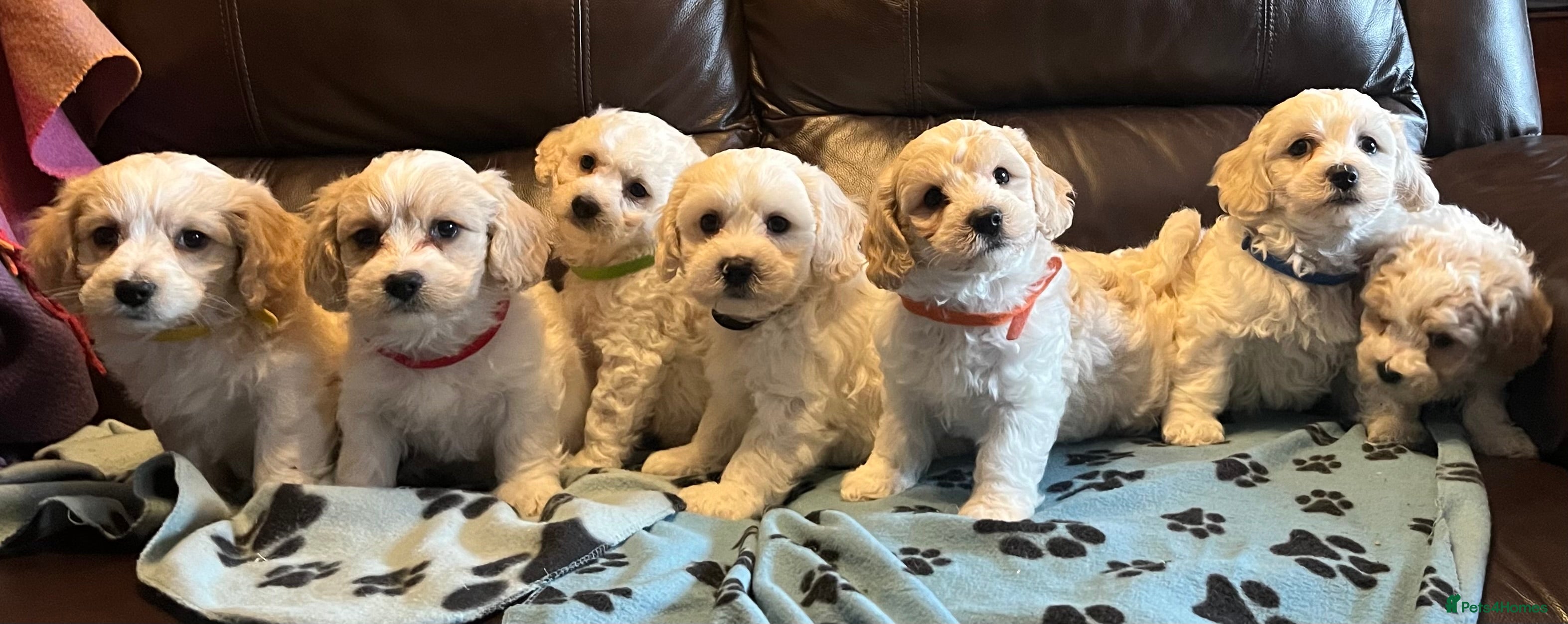 Cavachon dogs Cute Cavachon x bichon Frise puppies  - Advert 1