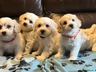 Cavachon dogs Cute Cavachon x bichon Frise puppies - Advert 6
