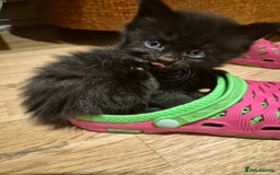 Mixed Breed cats for sale: 5 beautiful kittens  - Image 10