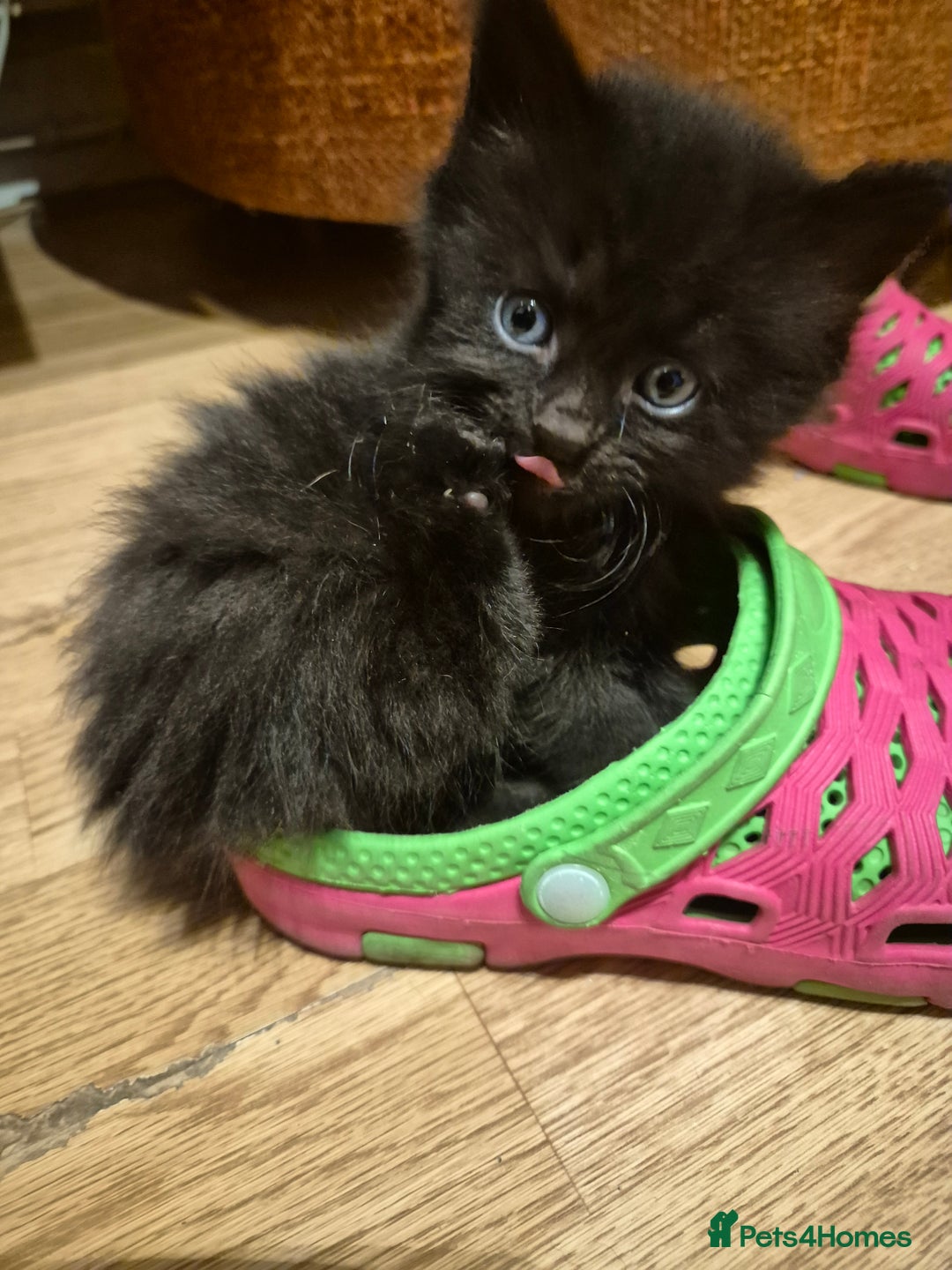 Mixed Breed cats for sale: 5 beautiful kittens  - Image 10