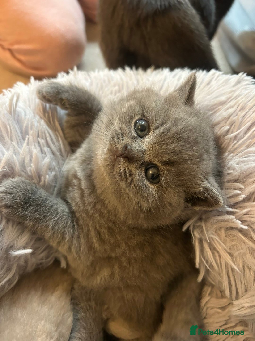 British Shorthair cats for sale: Beautiful, chunky, British shorthair kittens  - Advert 8