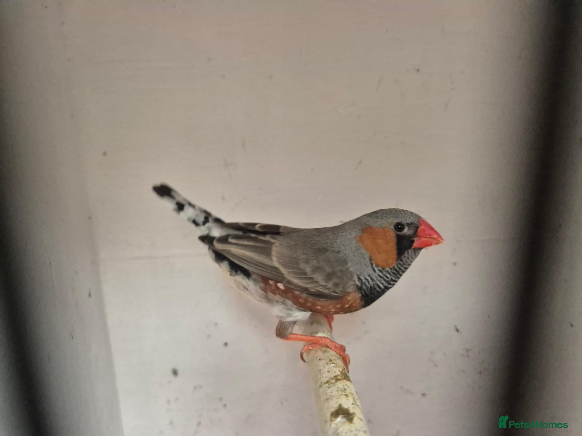 Finches birds Zebra finches - Advert 6
