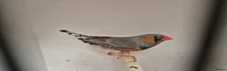 Finches birds for sale: Zebra finches - Advert 1
