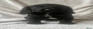 Cocker Spaniel 4