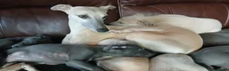 Whippet dogs for sale: High Quality Whippet pups Crufts - Advert 18