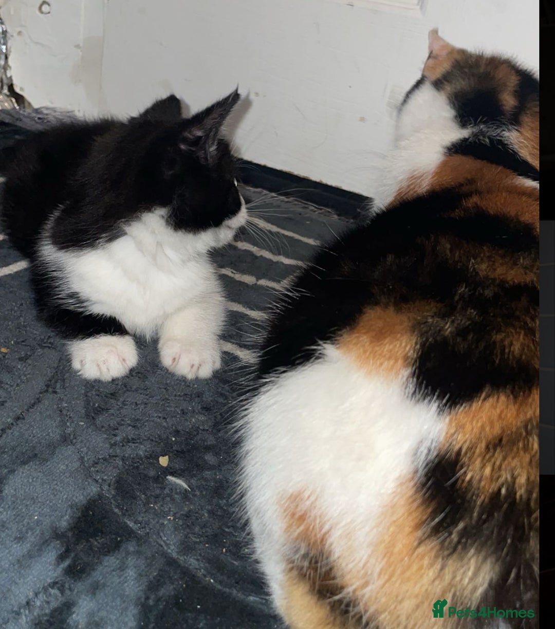 British Shorthair cats for sale: 3 Beautiful kittens left  - Advert 5