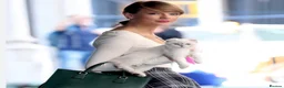 Scottish Fold cats for sale: Pedigree Adorable Scottish Fold Kittens  - Advert 33