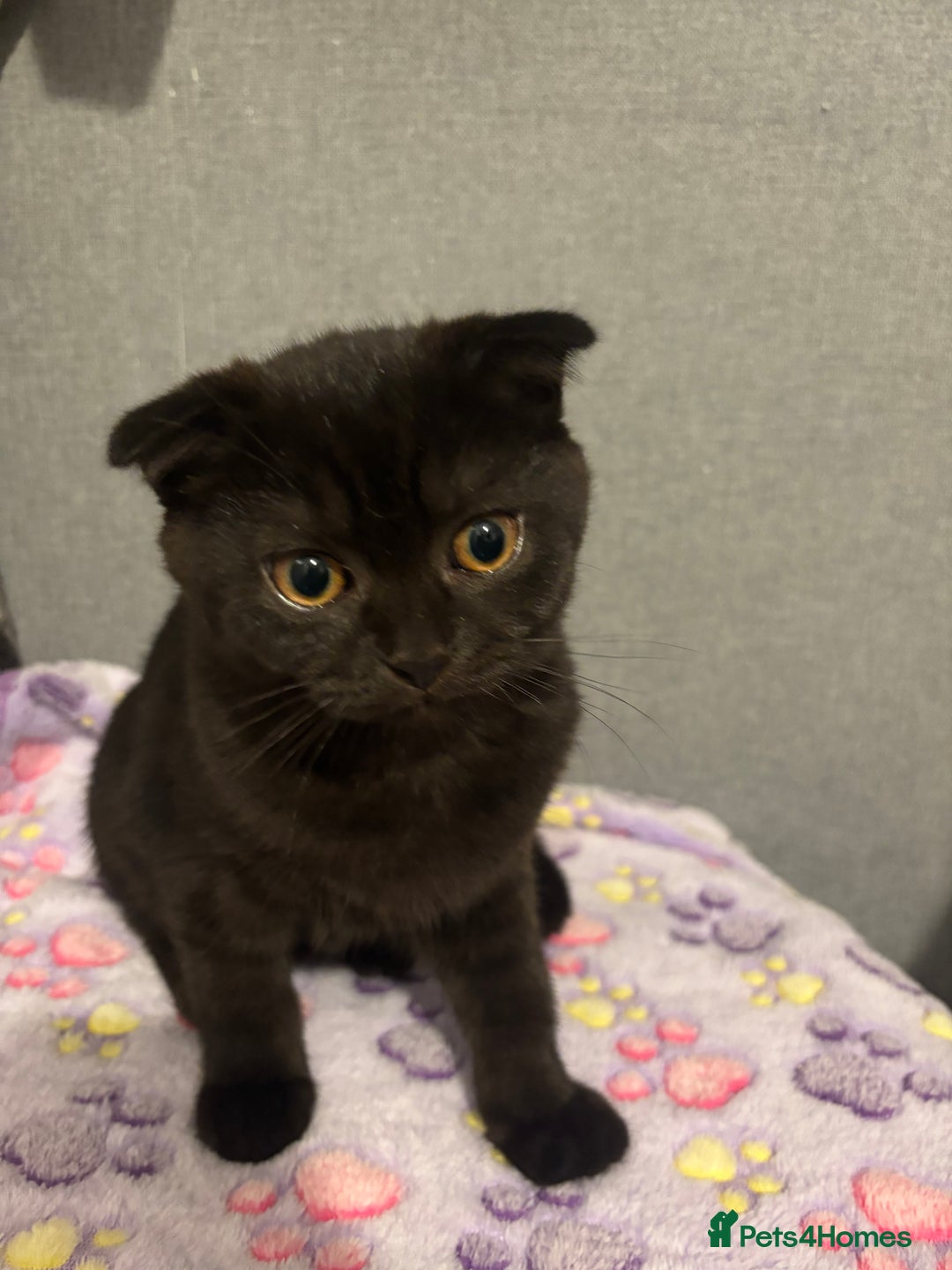 Scottish Fold cats for sale: Stunning Scottish fold and straight kittens - Image 12
