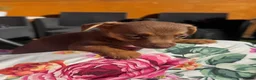 Jack Russell dogs for sale: Miniature Jack Russell puppy’s for sale  - Advert 20