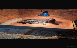 Cocker Spaniel dogs for sale: Cocker spaniel puppies - Image 13