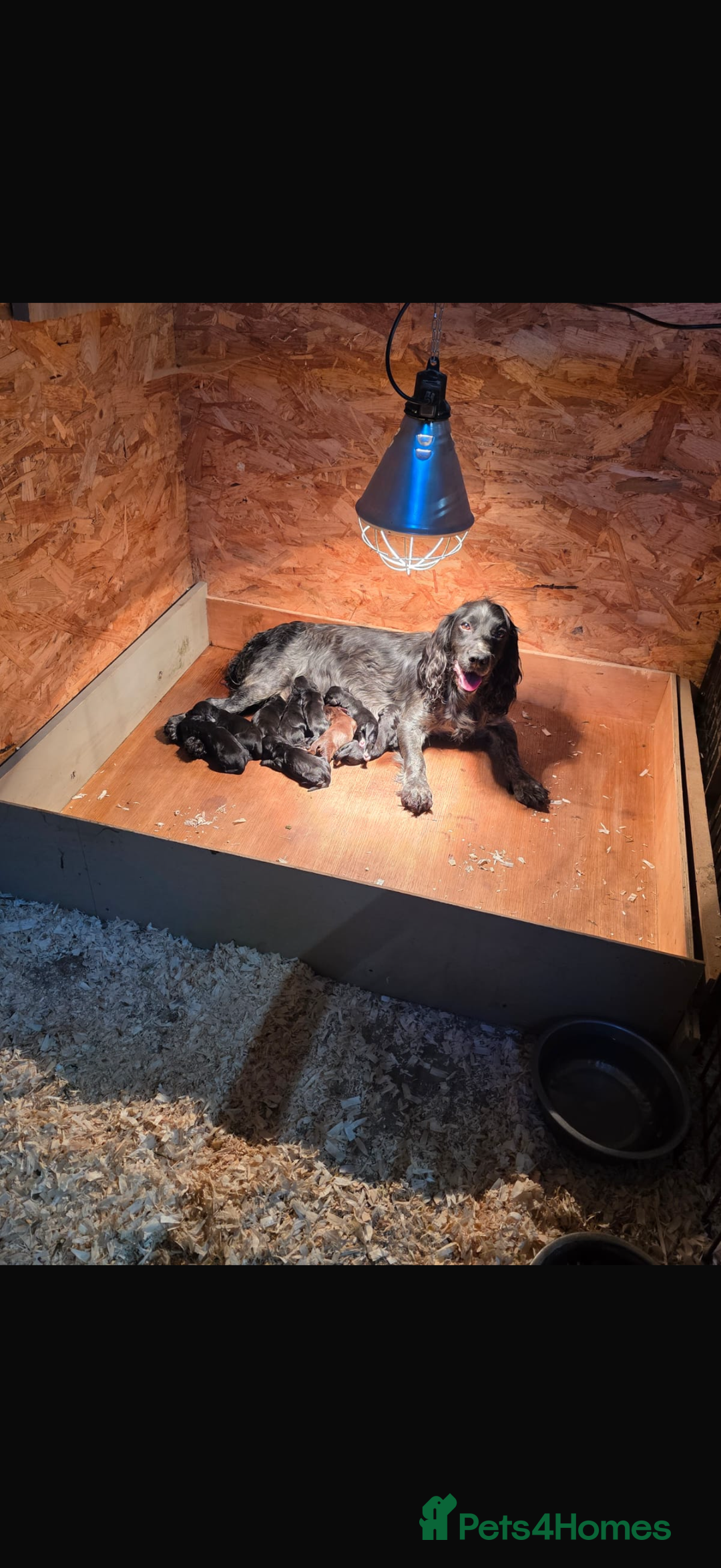 Cocker Spaniel dogs for sale: Cocker spaniel puppies - Image 13