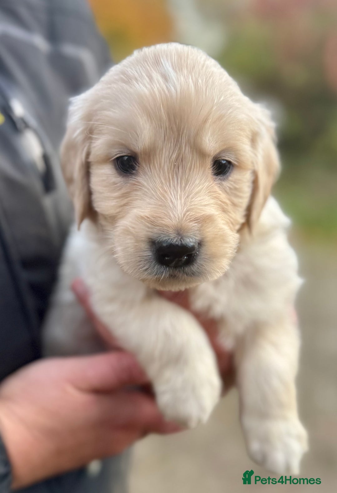 Golden Retriever dogs for sale: Beautiful Chunky Goldie’s  - Image 6