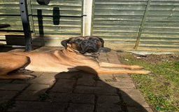 Presa Canario dogs for sale: Looking for a large dog experience handler  - Image 3