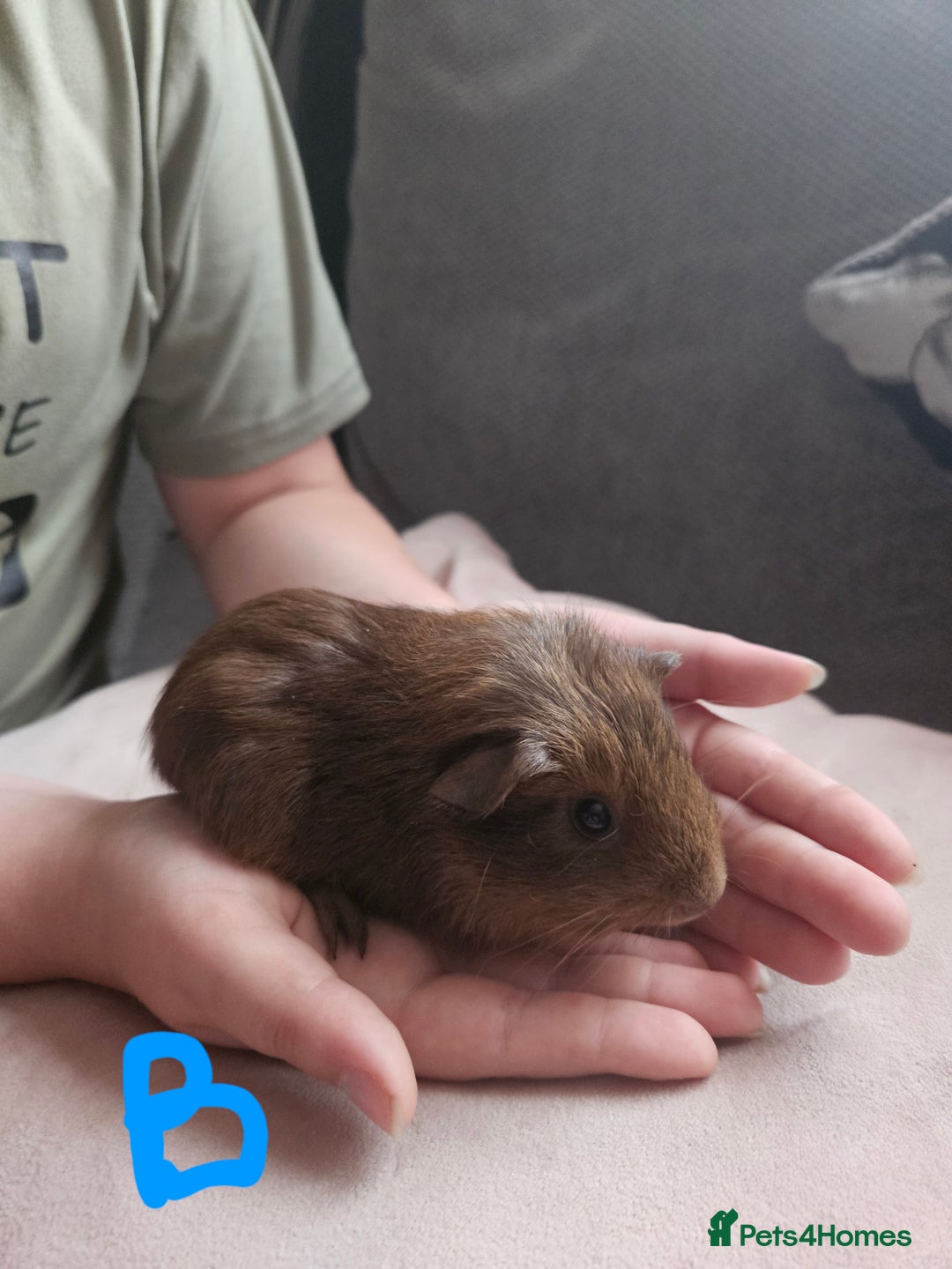 Guinea Pig rodents for sale: Baby guinea pigs - Image 2