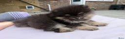 Pomeranian dogs for sale: KC registered & pedigree Pomeranian puppy in Havant - Advert 19