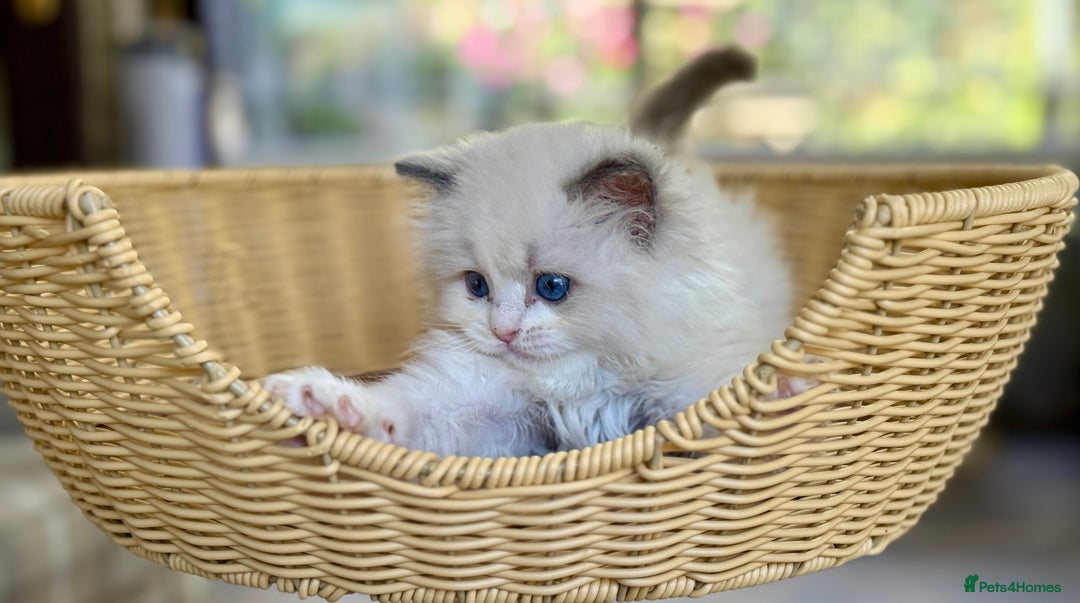 Ragdoll cats for sale: One girl left  - Image 4
