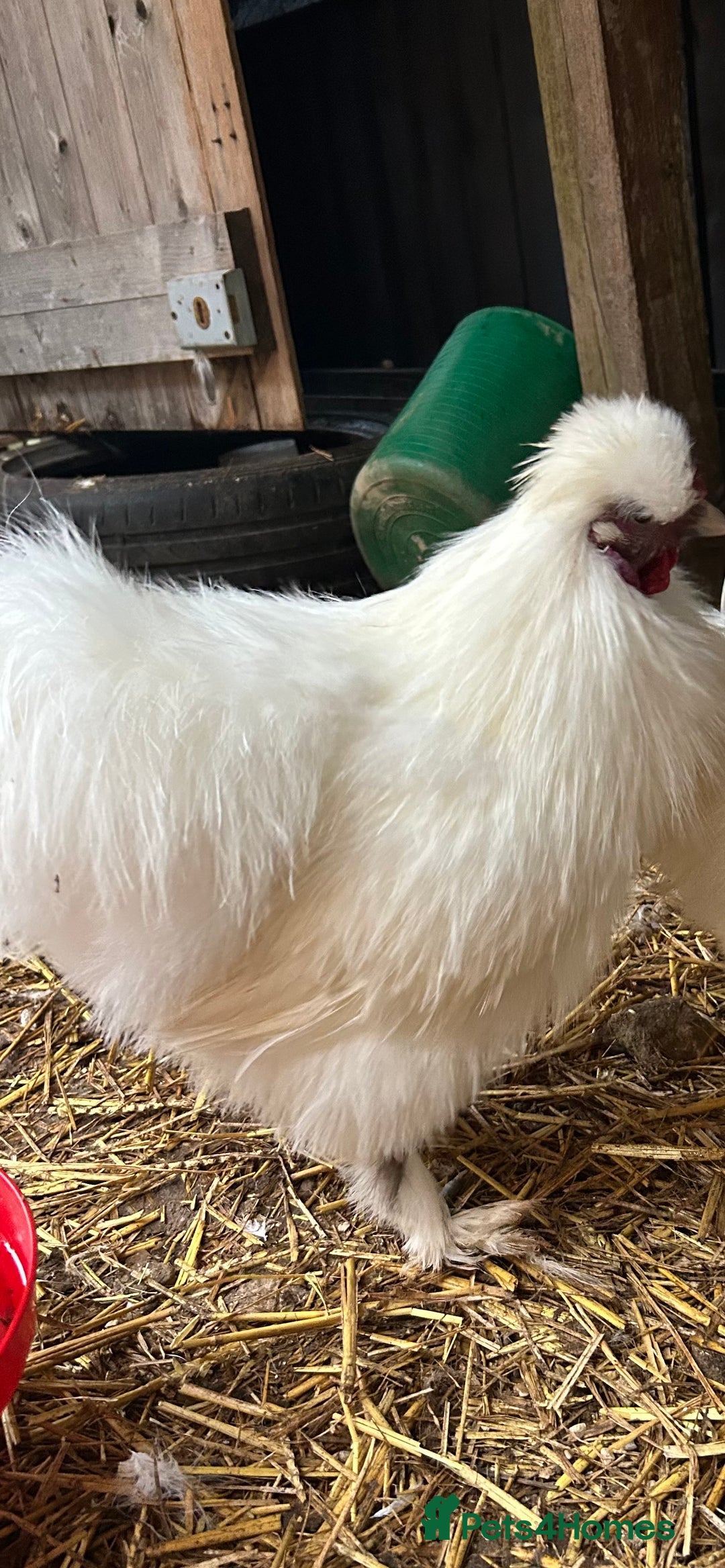 Chickens poultry for sale: Silkie cockerels & unsexed grower - Advert 10