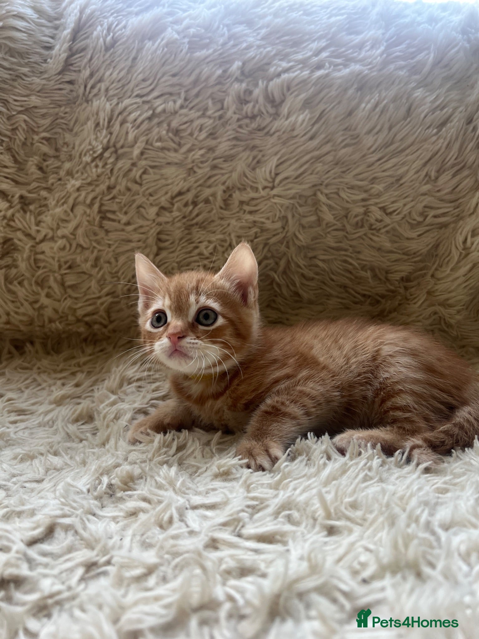 Maine Coon cats Maine Coon Cross Kittens - Only 3 Boys Left! - Advert 18