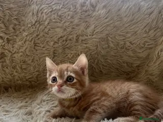 Maine Coon cats Maine Coon Cross Kittens - Only 3 Boys Left! - Advert 18