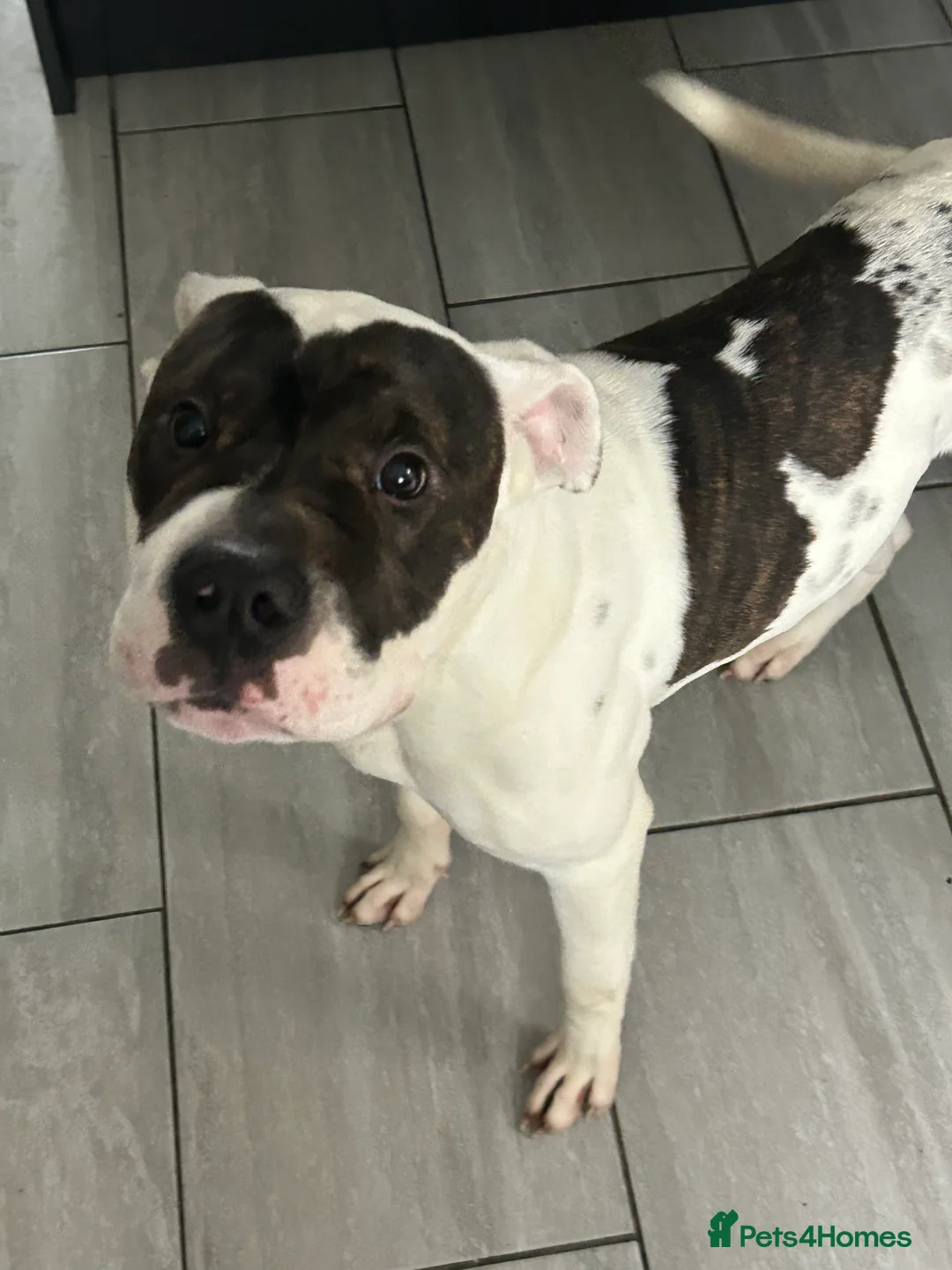 American Bulldog dogs for sale: Rocket - Advert 1