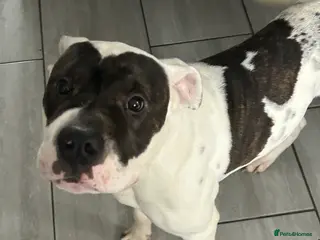 American Bulldog dogs Rocket - Advert 12