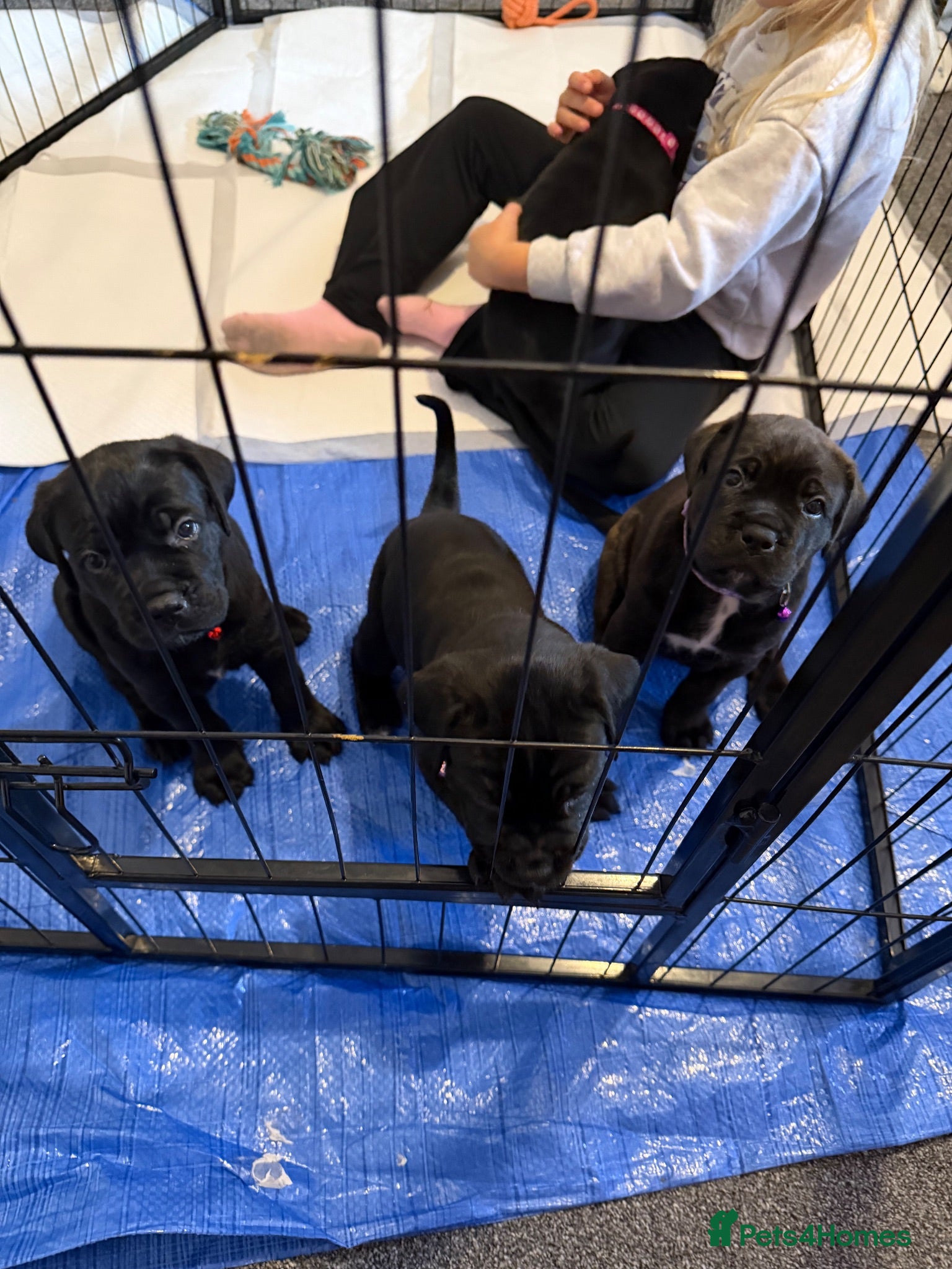 Mixed Breed dogs Cane Corso/Rottweiler puppies - Advert 7