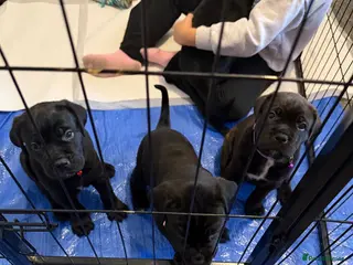 Mixed Breed dogs Cane Corso/Rottweiler puppies - Advert 7