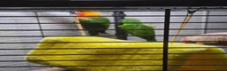 Conures birds for sale: 2 conours male in Swaffham - Advert 3