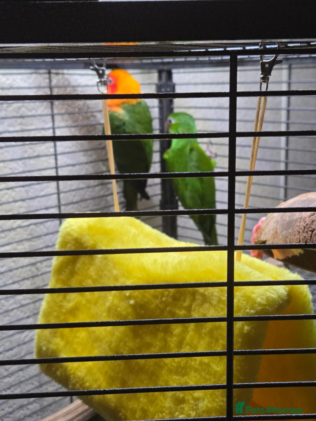 Conures birds for sale: 2 conours male in Swaffham - Advert 3