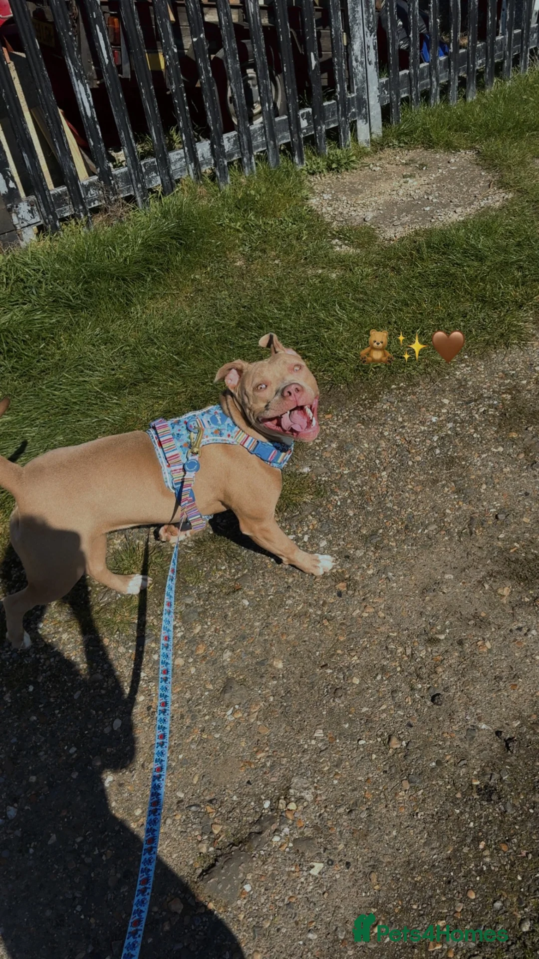 Mixed Breed dogs for sale: Nala 1 year old staffador  in Sheerness - Advert 3