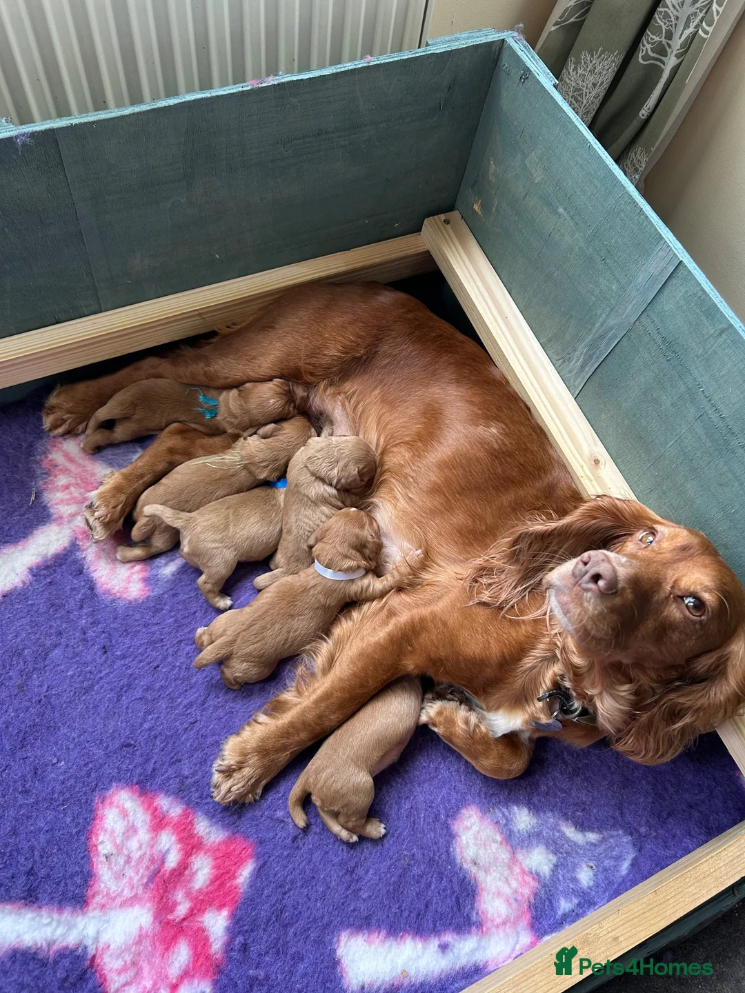Cocker Spaniel dogs for sale: Cocker Spaniel - Advert 1