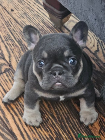 French Bulldog dogs - Advert 3