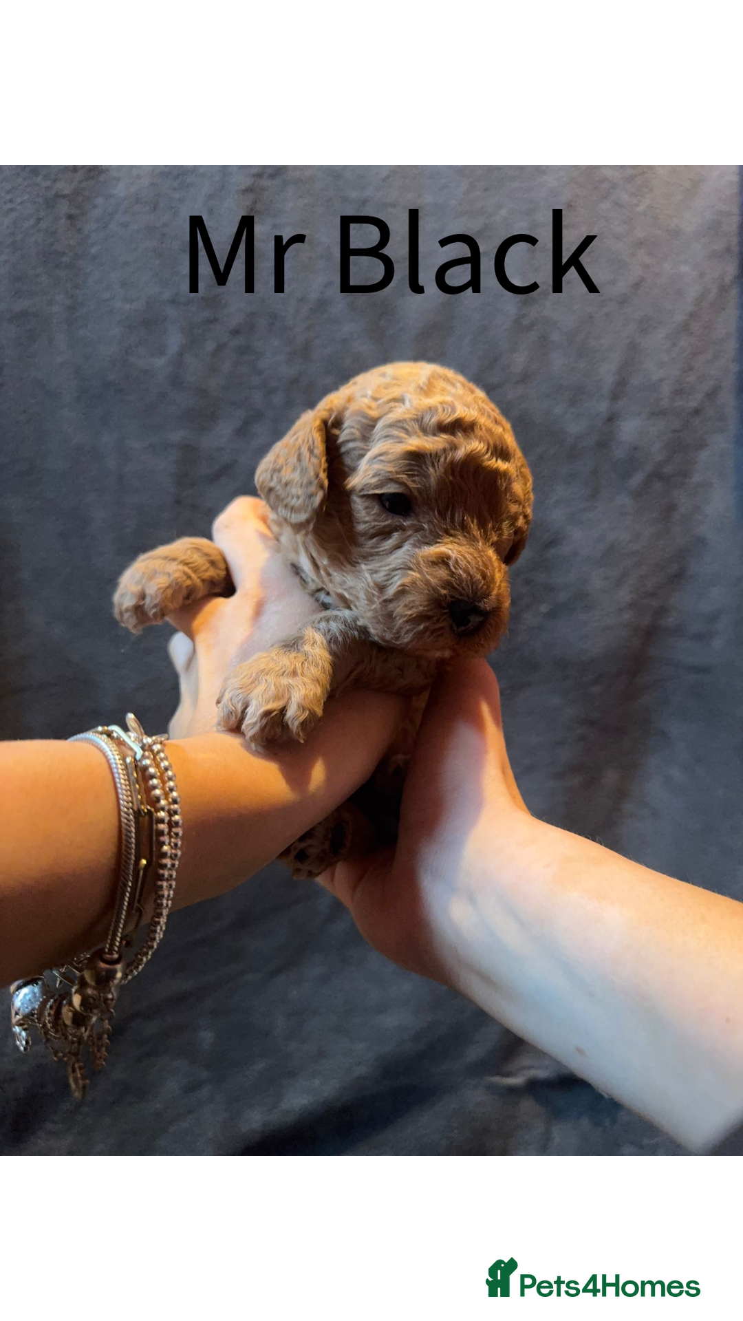 Australian Labradoodle dogs for sale: Extensively health tested Austrailian Labradoodles - Advert 8