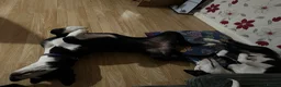 Mixed Breed dogs for sale: Luna & Millie - Advert 7