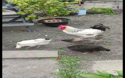 Chickens poultry for sale: Chickens and cockeral for sale - Image 1