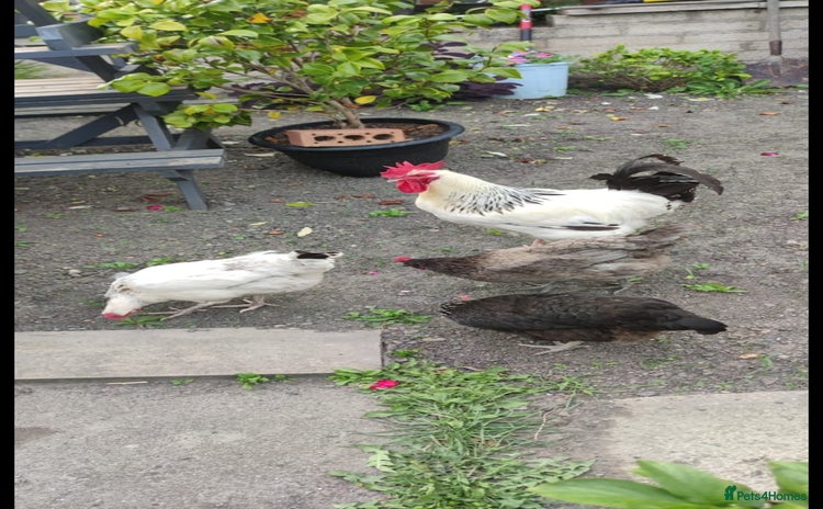 Chickens poultry - Advert 1