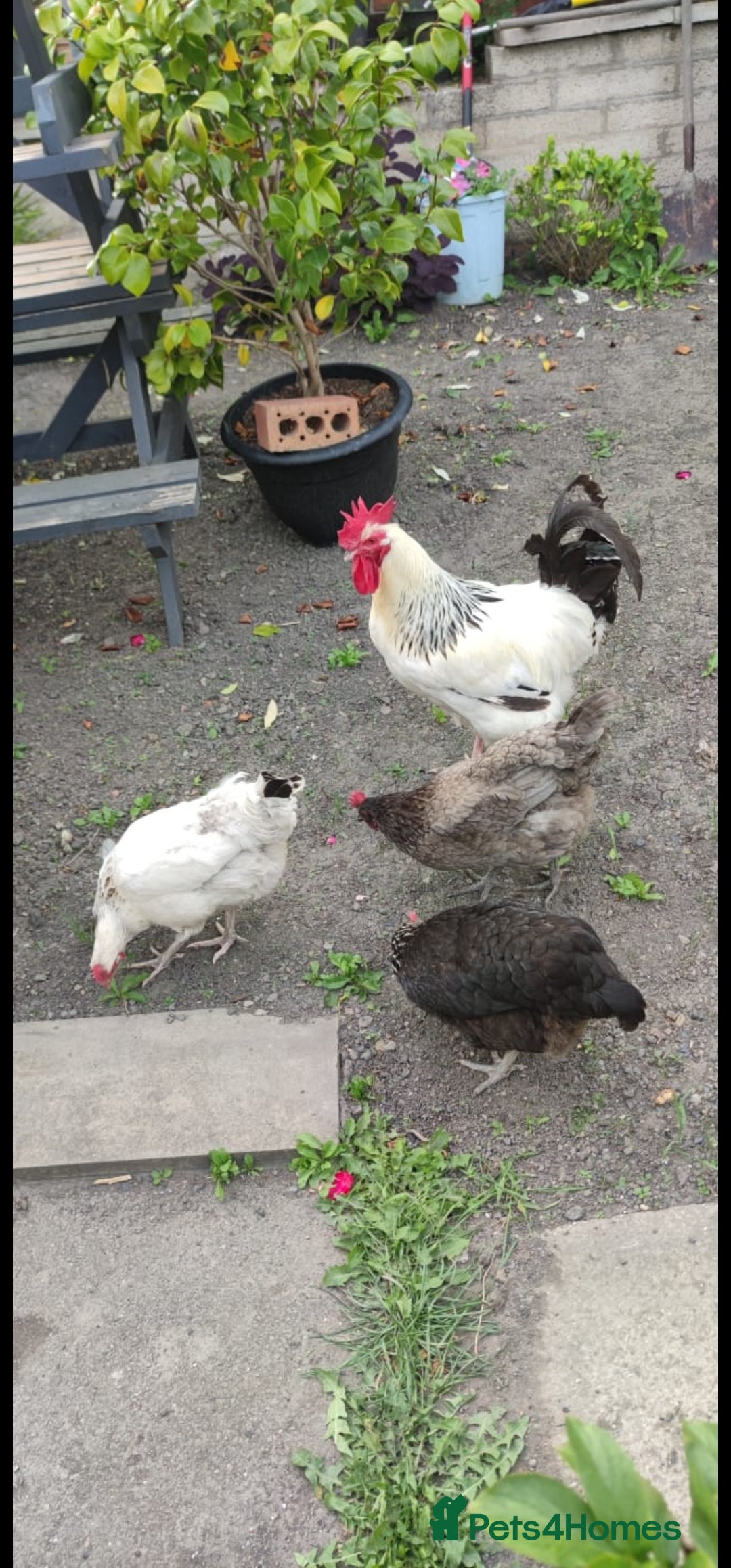 Chickens poultry for sale: Chickens and cockeral for sale - Image 1