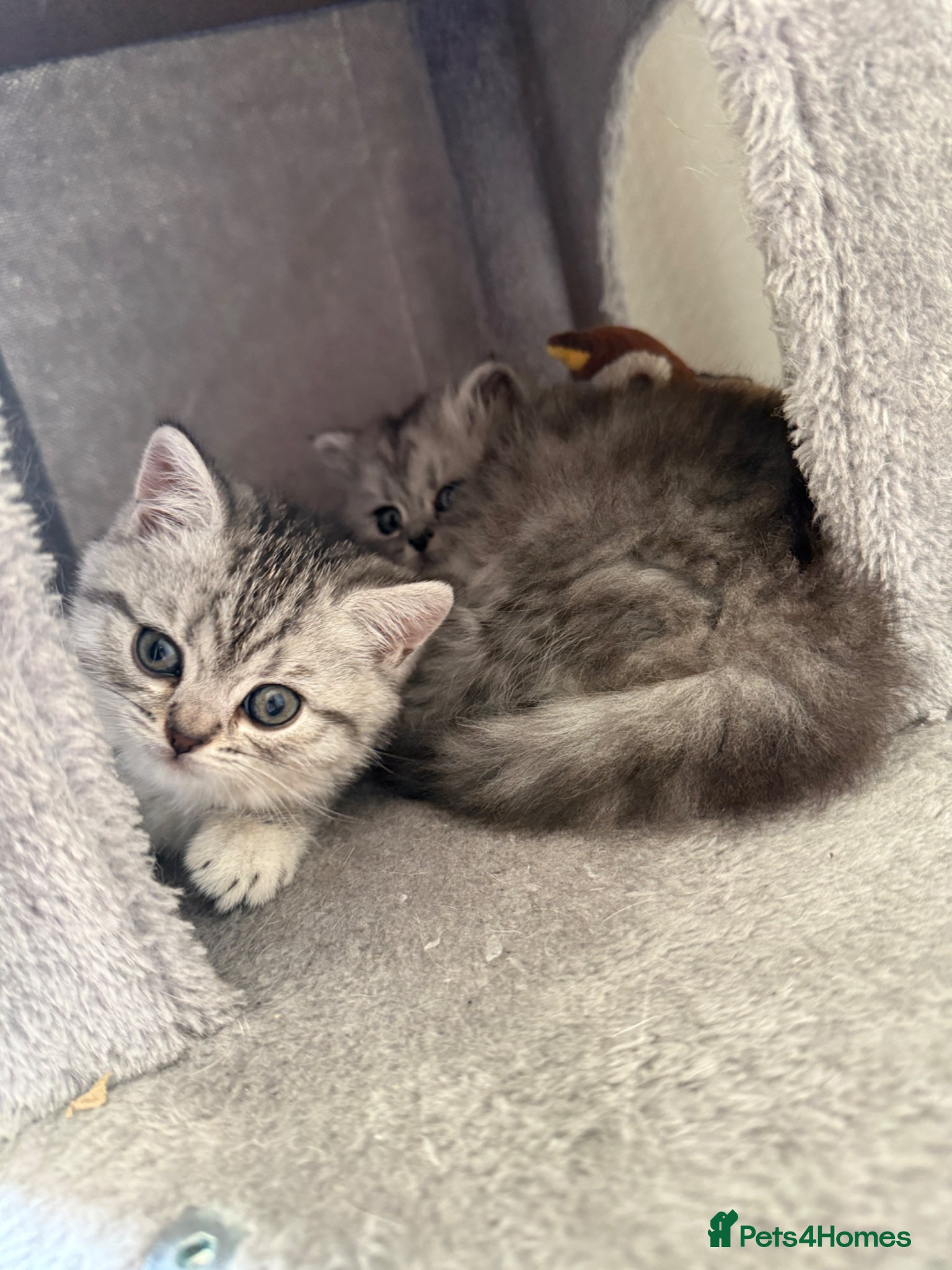 British Shorthair cats for sale: 3 females British shorthair  - Advert 14