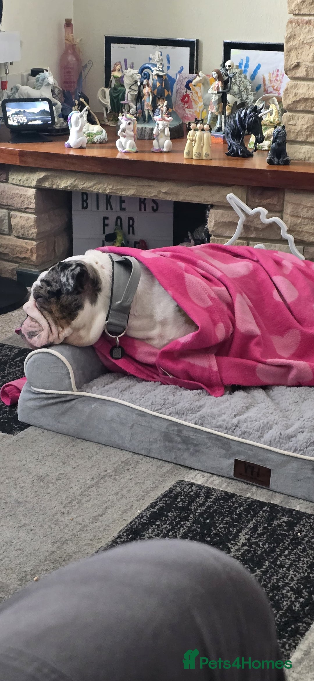 English Bulldog dogs for sale: Female Merle Pebble English Bulldog  - Image 2