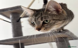 Mixed Breed cats for sale: Beautiful girl needs new home  - Image 2