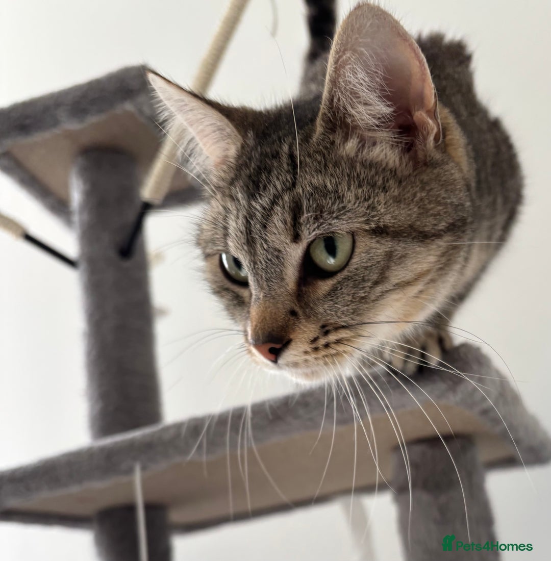 Mixed Breed cats for sale: Beautiful girl needs new home  - Image 2